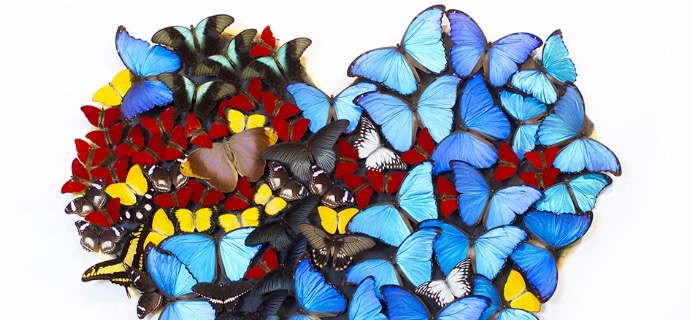 Heart - Acrylic drawing on paper with mounted butterflies - 51"x54"x3,9"
